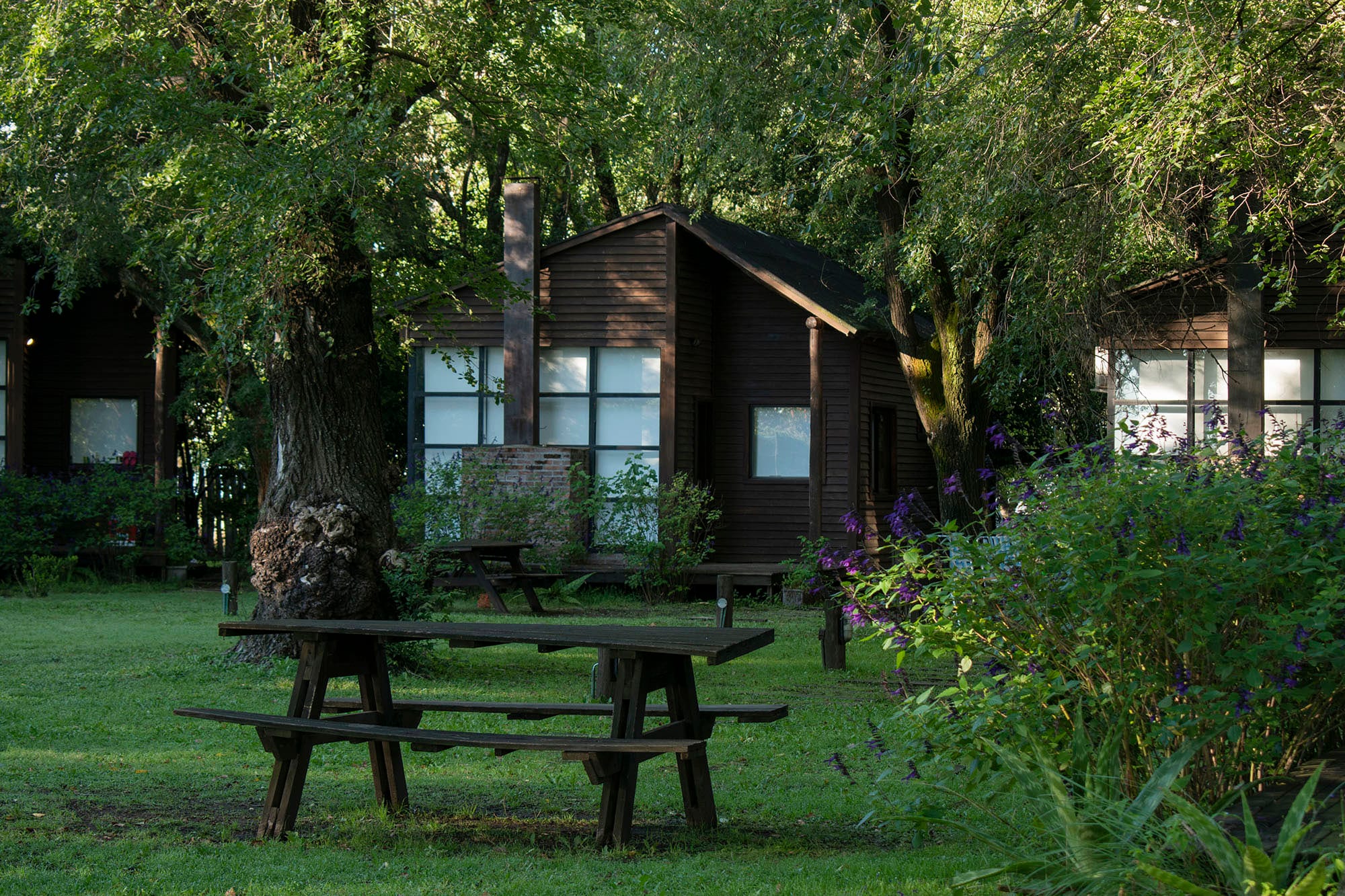 Frente de las cabañas entre los árboles, con las ventanas encendidas, una mesa de picnic sobre el pasto y matas de salvia en flor.