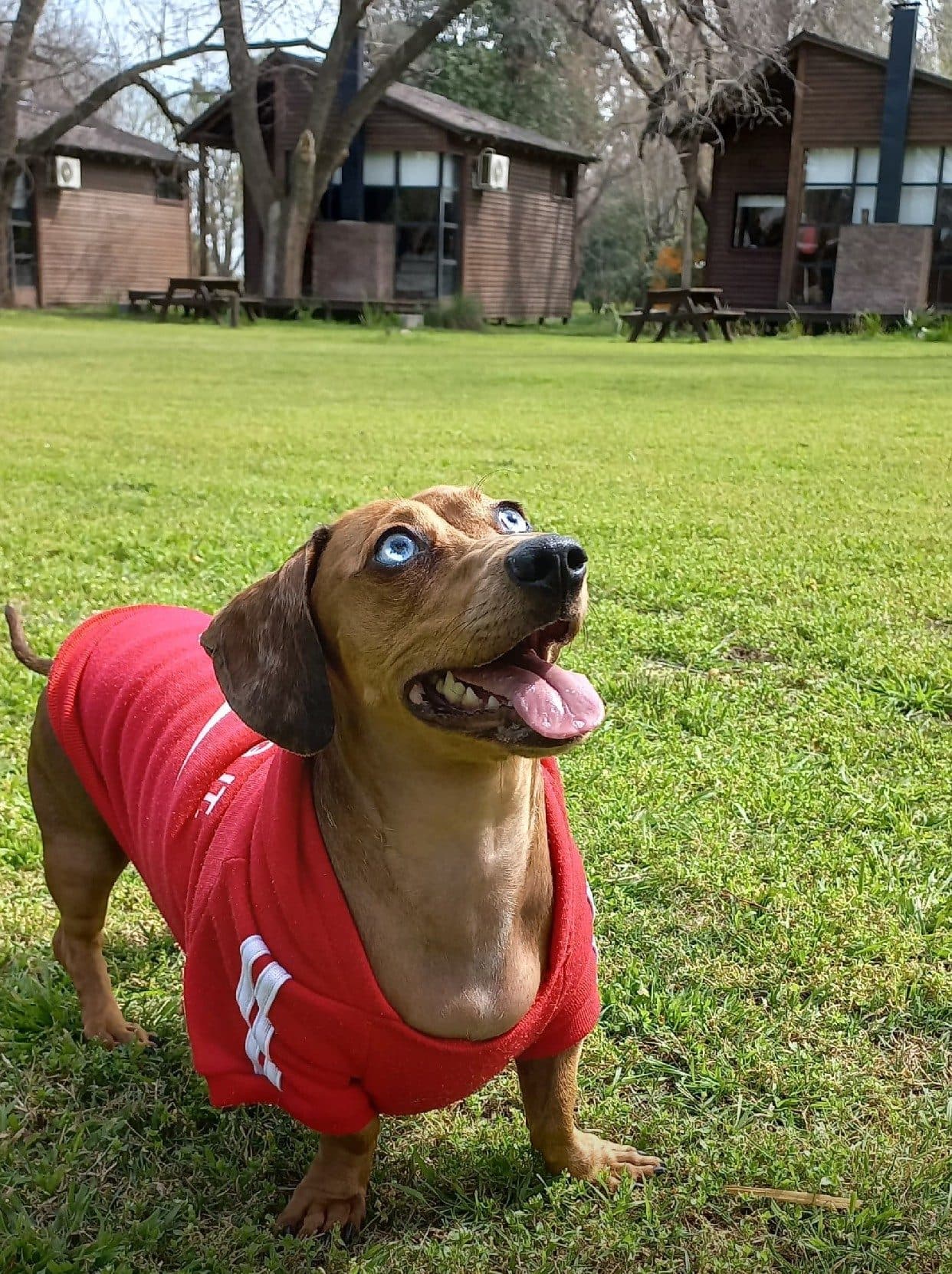 Un perro salchicha marrón con un buzo rojo, parado sobre el césped con la boca abierta; detrás, a lo lejos, las cabañas de madera entre los árboles sin hojas y dos mesas de picnic.
